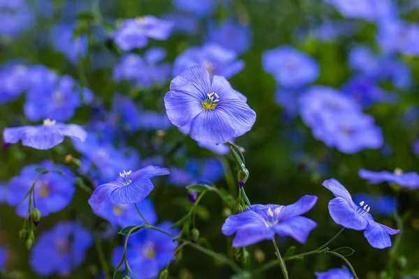 Blå Och Fina Blommor Lin — Stockfoto