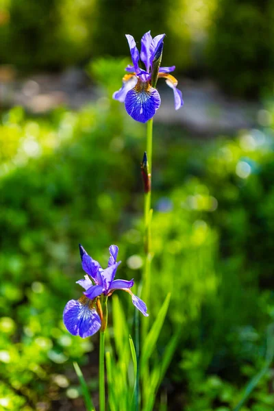 Blå Iris Blomsterträdgård — Stockfoto