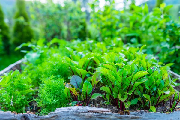 Sayuran Organik Yang Tumbuh Kebun — Stok Foto