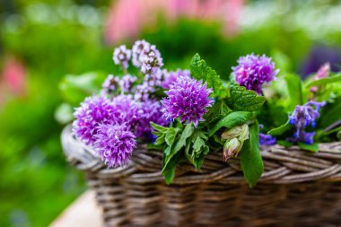 Bahçıvan sepetinde taze bitkiler..