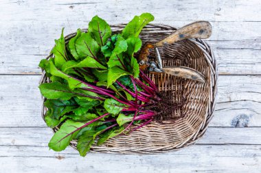 Hasat edilen genç pancar yaprakları sepette.