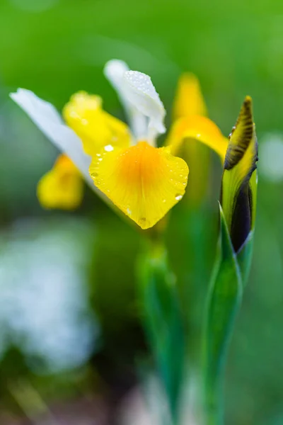 Iris Jaune Dans Jardin — Photo