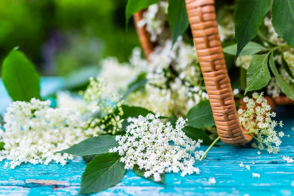 Ahşap bir masada Mürver çiçeği.