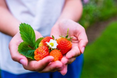 Taze ve olgun çilekler ellerinde.