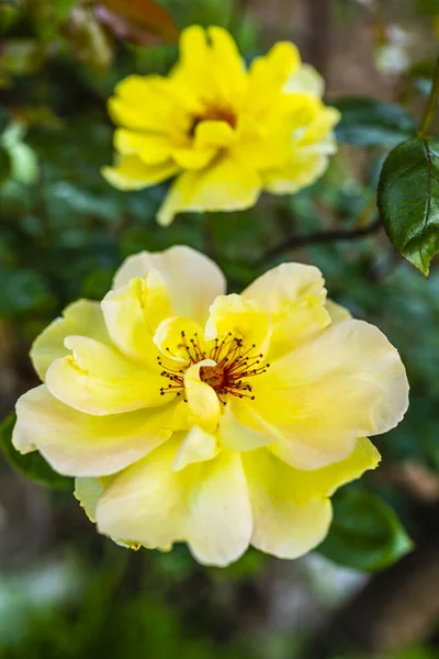 Blooming Yellow Roses Flower Garden — Stock Photo, Image