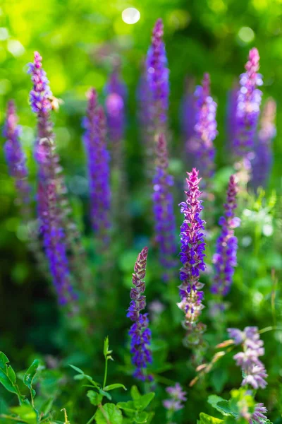 Paarse Salie Bloemen Tuin — Stockfoto