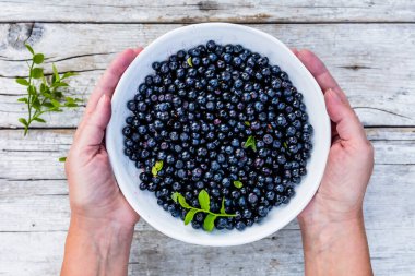 Ellerinde tutulan bir kasede taze toplanmış yaban mersini..