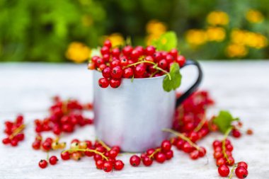 Bahçe masasında kırmızı frenk üzümü meyveleri.