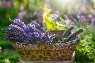 Bahçede bir sepet taze kesilmiş lavanta.