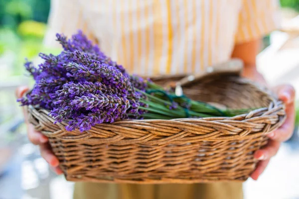 Flicka Som Håller Korg Med Nyskuren Lavendel Trädgården — Stockfoto