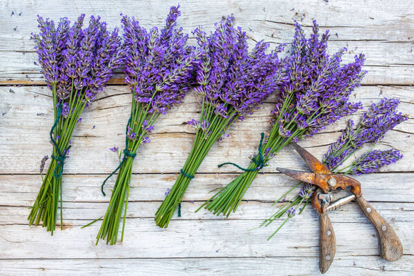Fresh lavender ready for drying.