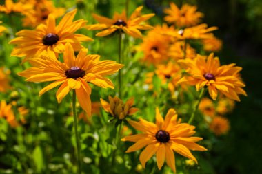 Bahçede çiçek açan Rudbeckia.