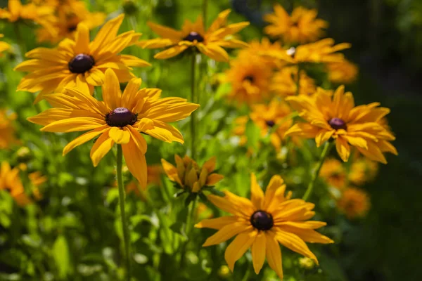 Bahçede çiçek açan Rudbeckia.