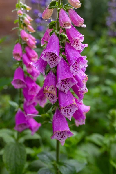 Rosa Foxhandskar Blomsterträdgård — Stockfoto