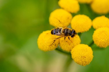 Sarı tansi çiçekte yaban arısı.