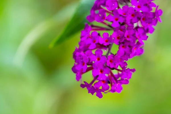 Bloeiende Bloem Bush Buddleja Davidii Tuin — Stockfoto