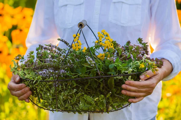 Mulher Segurando Uma Cesta Ervas Recém Colhidas Jardim — Fotografia de Stock