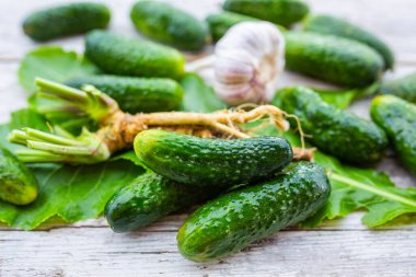 Yeşil salatalık için taze malzemeler..