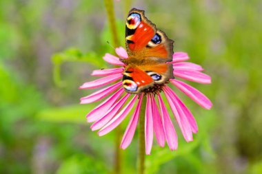 Echinacea çiçeğinin üzerinde renkli bir tavus kuşu kelebeği.