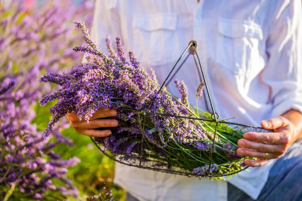 Mulher Cortando Flores Lavanda Jardim — Fotografia de Stock