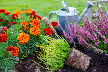 Bahçeye dikmek için fundalıklar ve sonbahar fideleri.