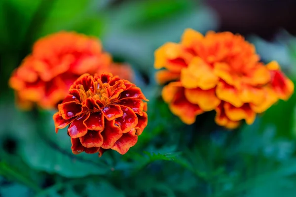 Fleurs Oranges Fleuries Souci Dans Jardin — Photo