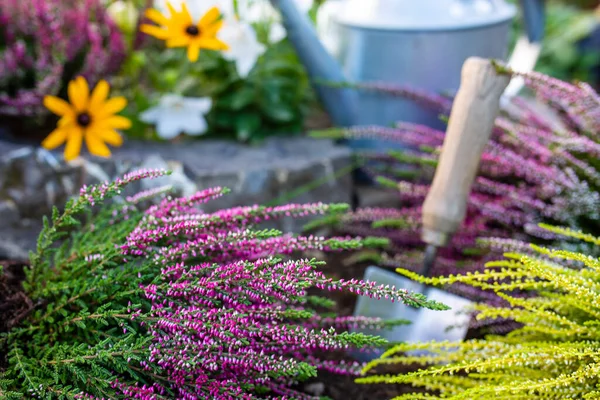 Bahçeye ekmek için fundalıklar..