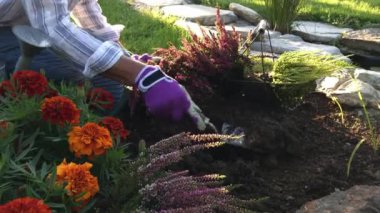 Bir kadın bahçeye sonbahar fundaları ekiyor..