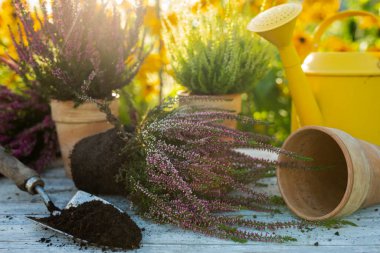 Autumn heathers to plant in clay pots. clipart