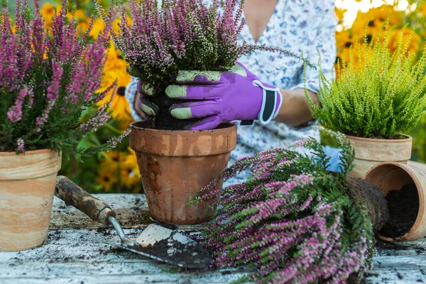 Making Kokedama Moss Ivy Stock Photo by ©iMarzi 348219184