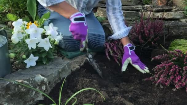 Uma Mulher Planta Couros Outono Jardim — Vídeo de Stock
