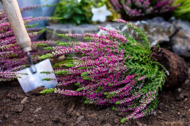 Bahçeye ekmek için fundalıklar..