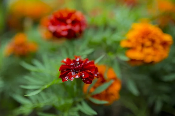 Fleurs Souci Automne Orange Dans Jardin — Photo