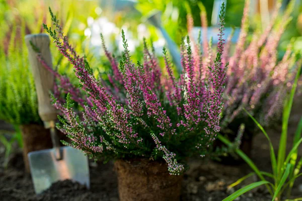 Bahçeye ekmek için fundalıklar..