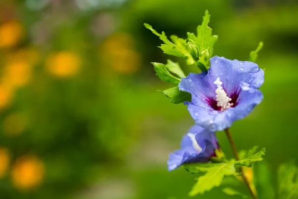 Purple Hibiscus Mekar Taman — Stok Foto