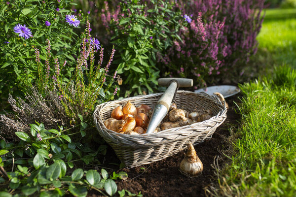 Лампочки нарциссов и тюльпанов готовы к осенней посадке.
