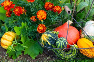 Bahçede sonbahar balkabağı hasadı.