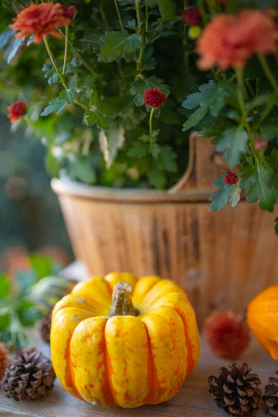 Herbsternte Herbststilleben Mit Kürbissen — Stockfoto