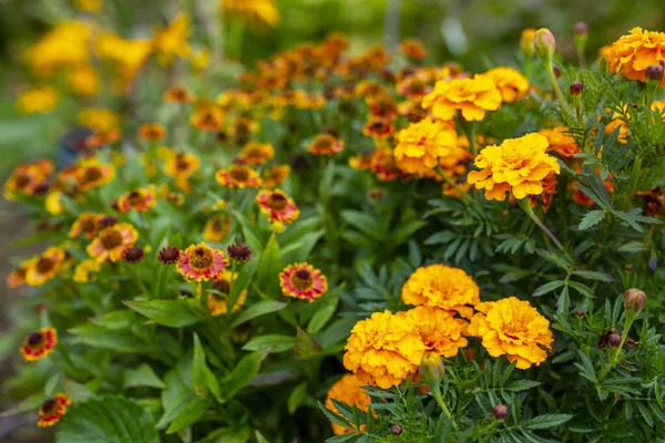 Fleurs Automne Dans Jardin — Photo