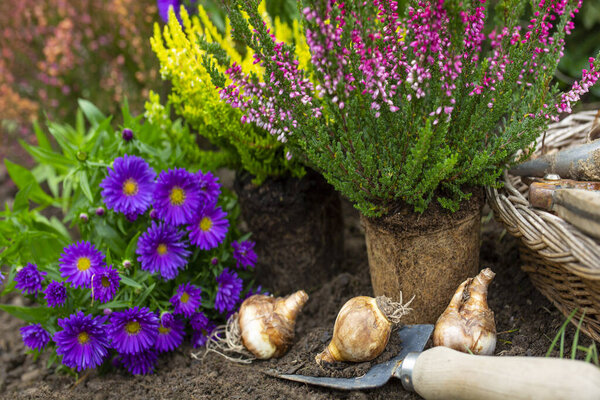 Лампочки нарциссов готовы к осенней посадке.