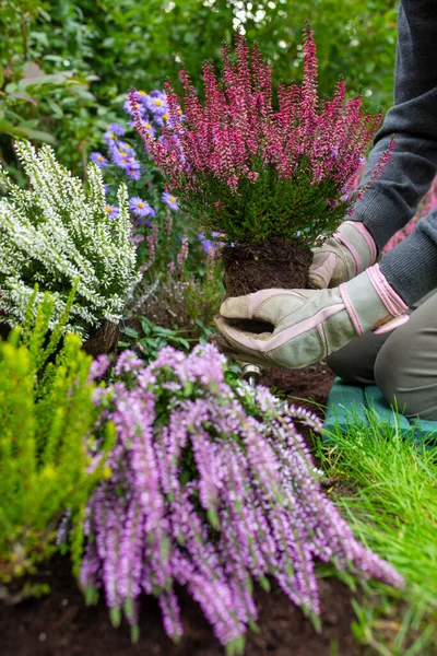 Kvinna Plantering Hedrar Trädgården — Stockfoto
