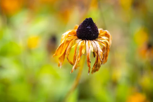 Fleurs Automne Dans Jardin Fleur Flétrie Rudbeckia — Photo