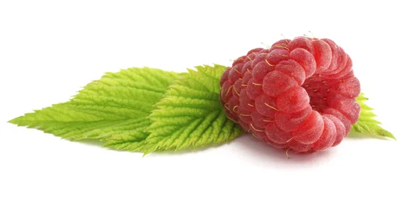 Berry Frambozen Witte Achtergrond — Stockfoto