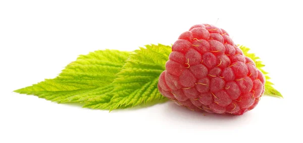 Berry Frambozen Witte Achtergrond — Stockfoto