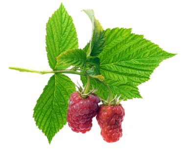 Kırmızı ahududu meyveleri ile yeşil yaprakları üzerinde beyaz bir arka plan