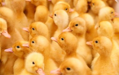 Kafeste sevimli sarı ördek yavrusu.