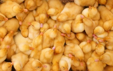 Kafeste sevimli sarı ördek yavrusu.