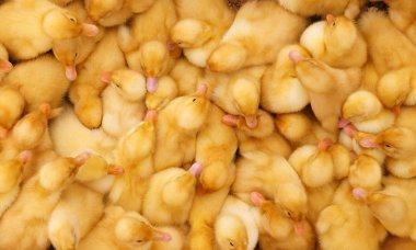 Kafeste sevimli sarı ördek yavrusu.