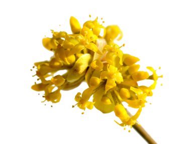 Kızılcık kiraz, Avrupa cornel, kızılcık kiraz kızılcık, Cornus mas çiçek açan çiçekler,