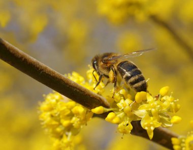Çiçekli cornel ve arı